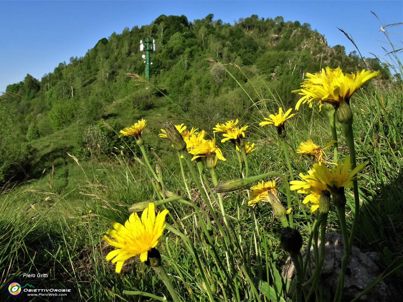 14 Salendo in Corna Bianca bei fiori gialli di Leontodon (Dente di leone comune) .JPG